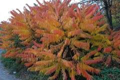 WhatsApp Image 2017-10-18 at 17.39.09