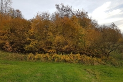 WhatsApp Image 2017-10-18 at 17.39.28 (1)