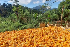 154932967_450899366108263_2872508671243085309_n