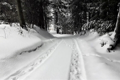 49467967_385607855523902_4071191846246678528_n (2)