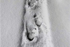 49807102_357819574773693_1254856364329533440_n (2)