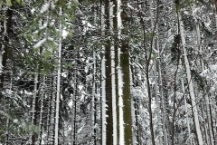 49851990_448537712644421_1807198813681614848_n