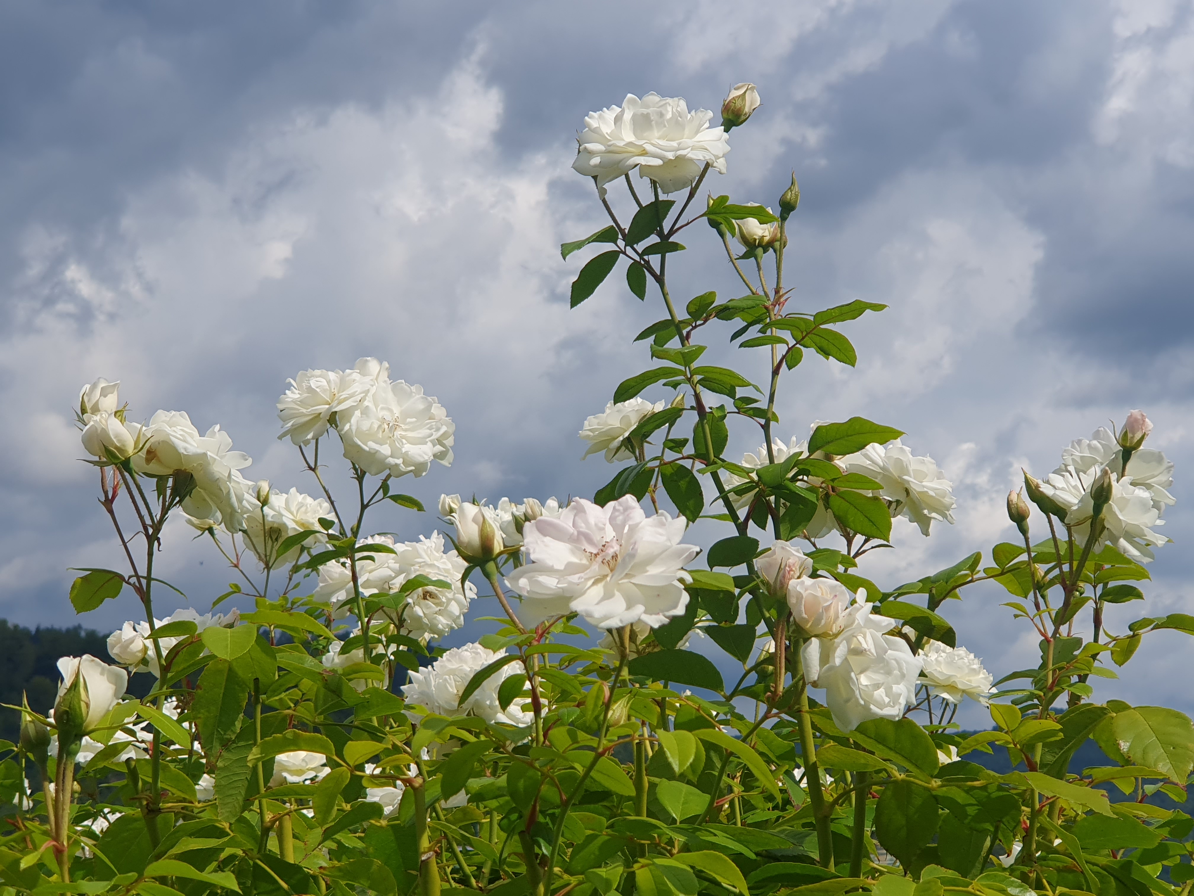 Odcienie bieli (zdjęcie z 13.08.2023)