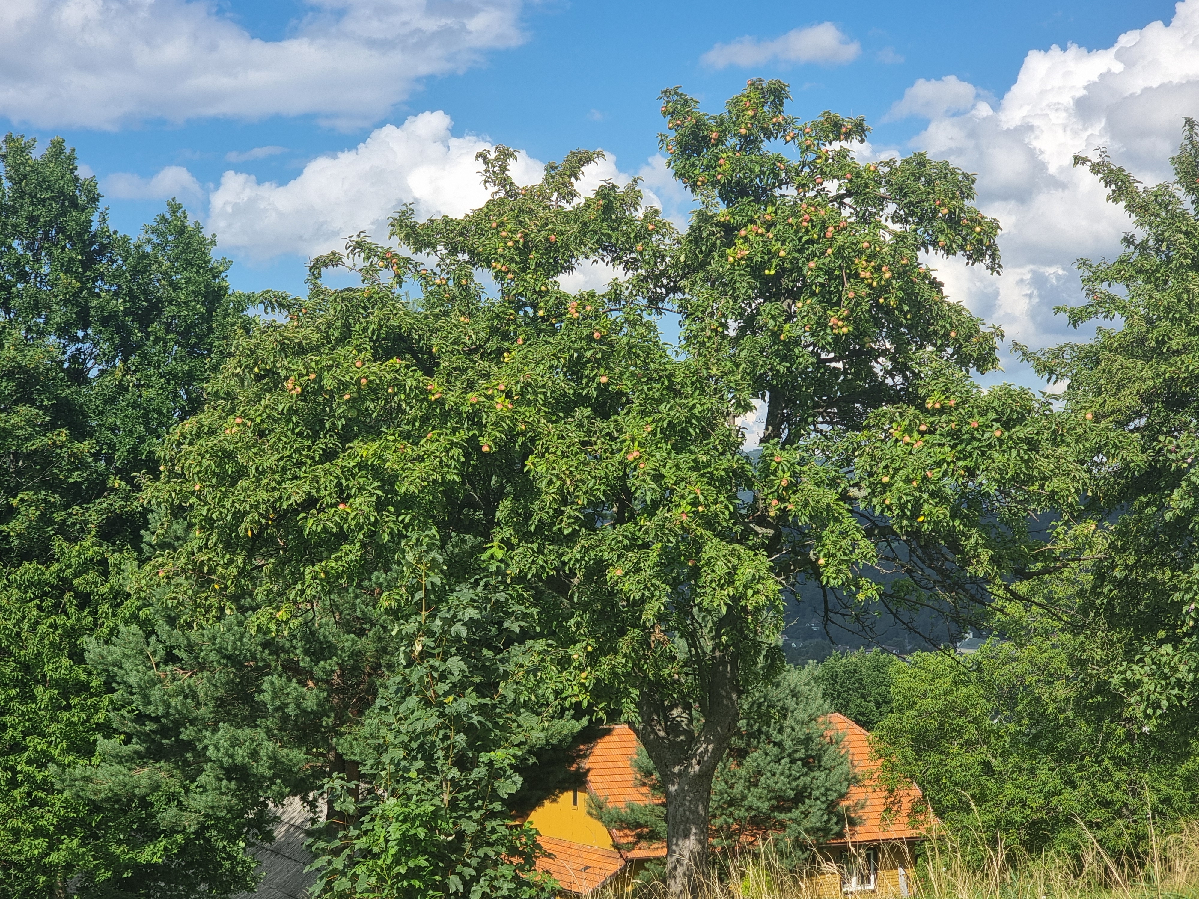 Podłopień – po prostu jabłoń