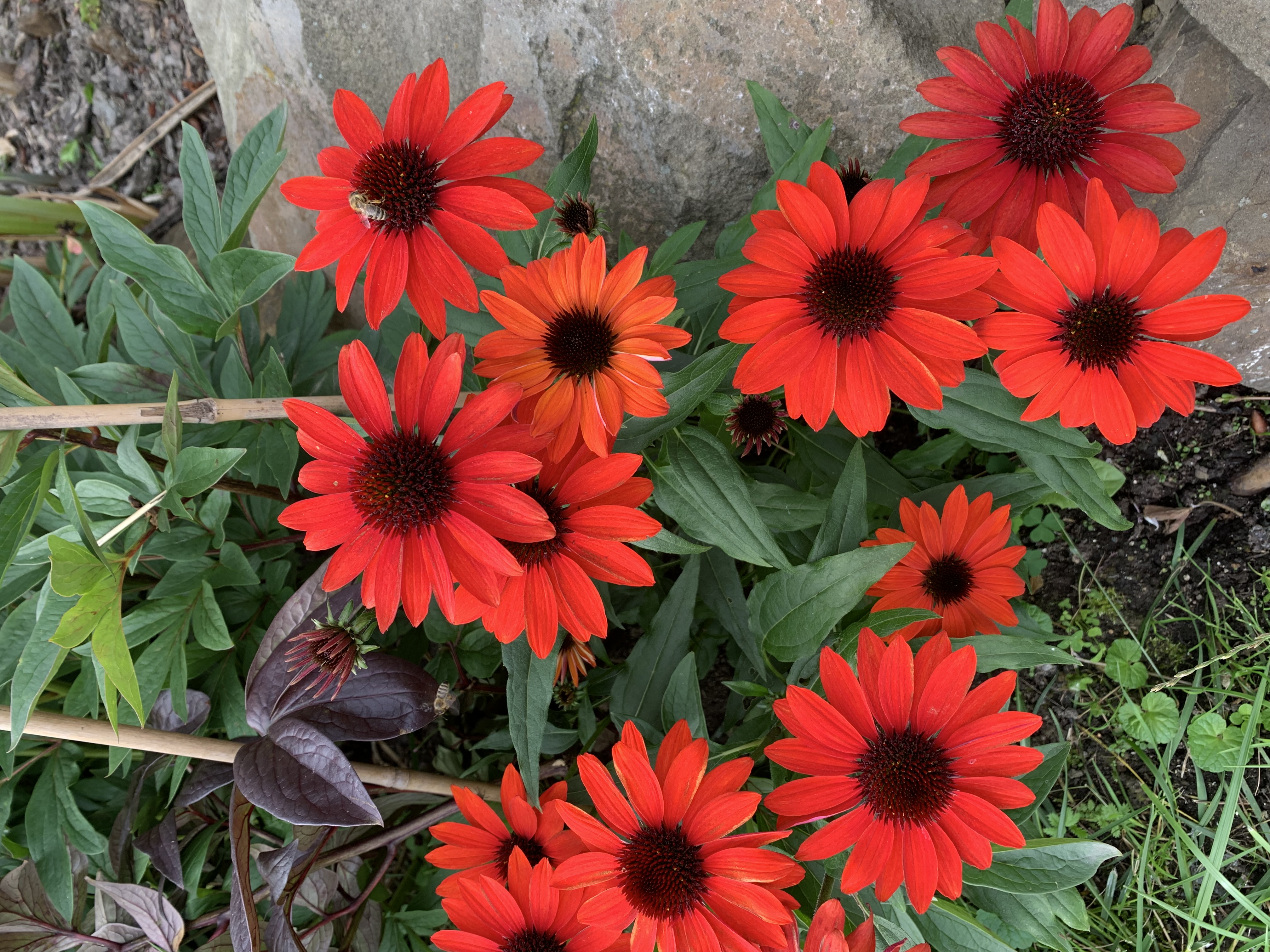 Przyroda wokół nas – jeżówka