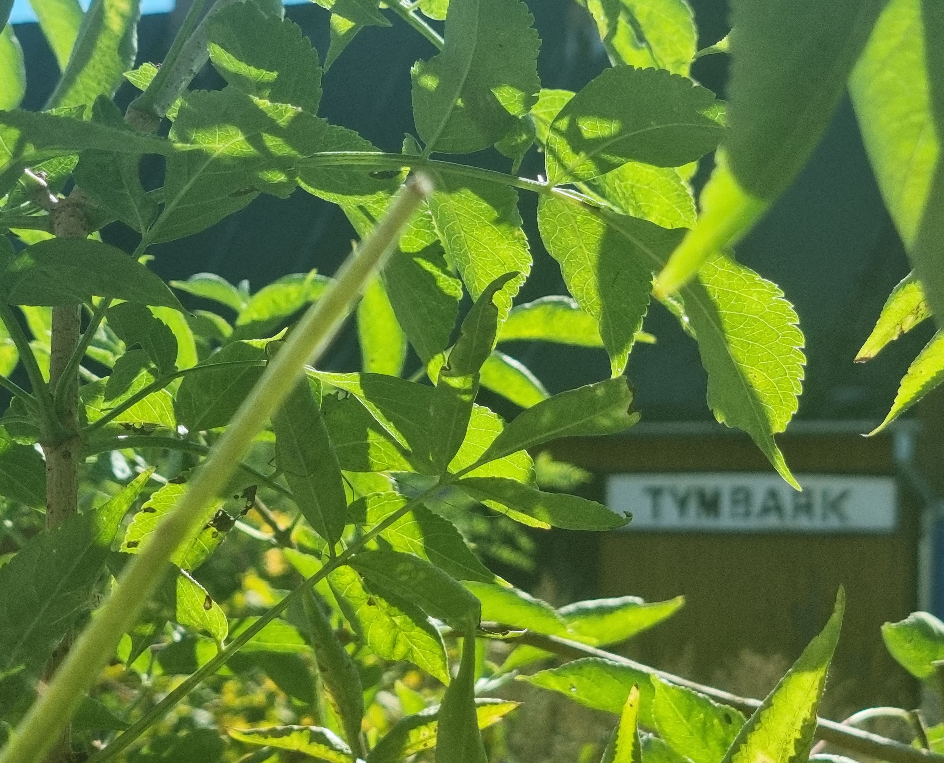 Z cyklu: wiadomo skąd fotki