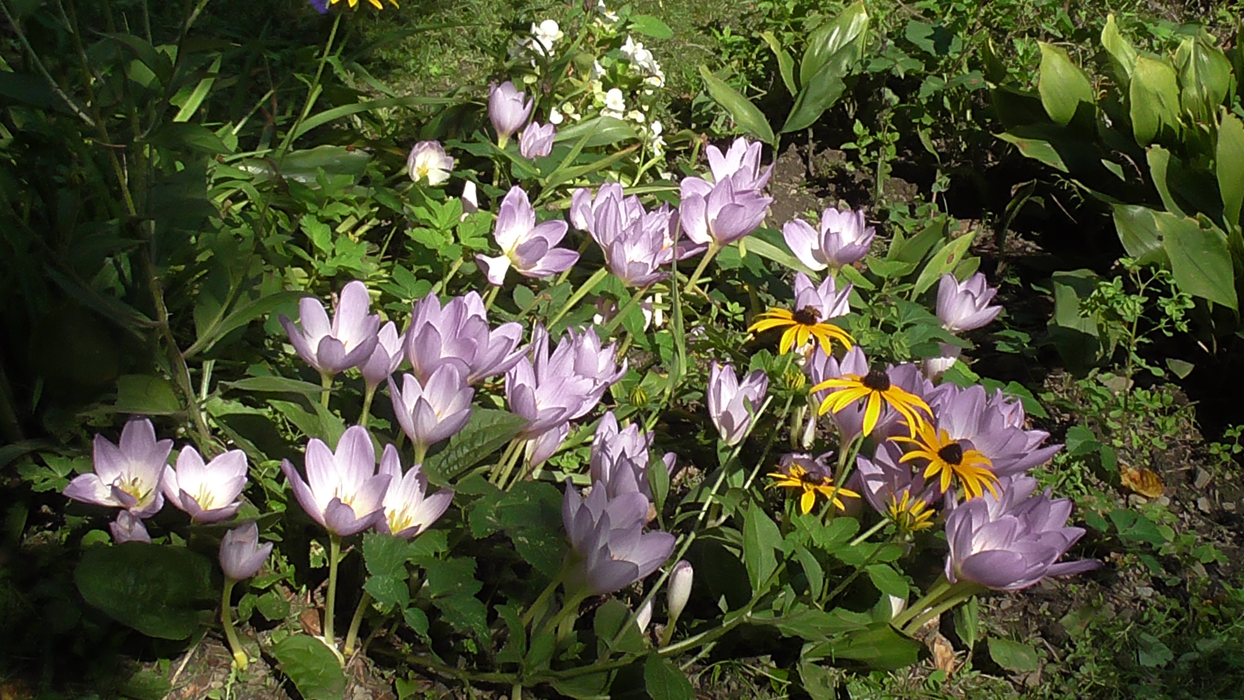 W ubiegłym tygodniu już zakwitły zimowity