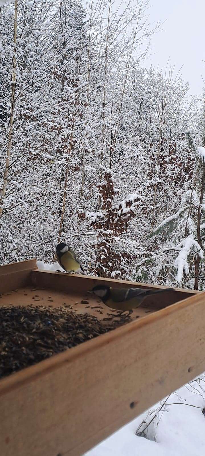 Przyroda wokół nas – gdy wokół zimno i śnieg