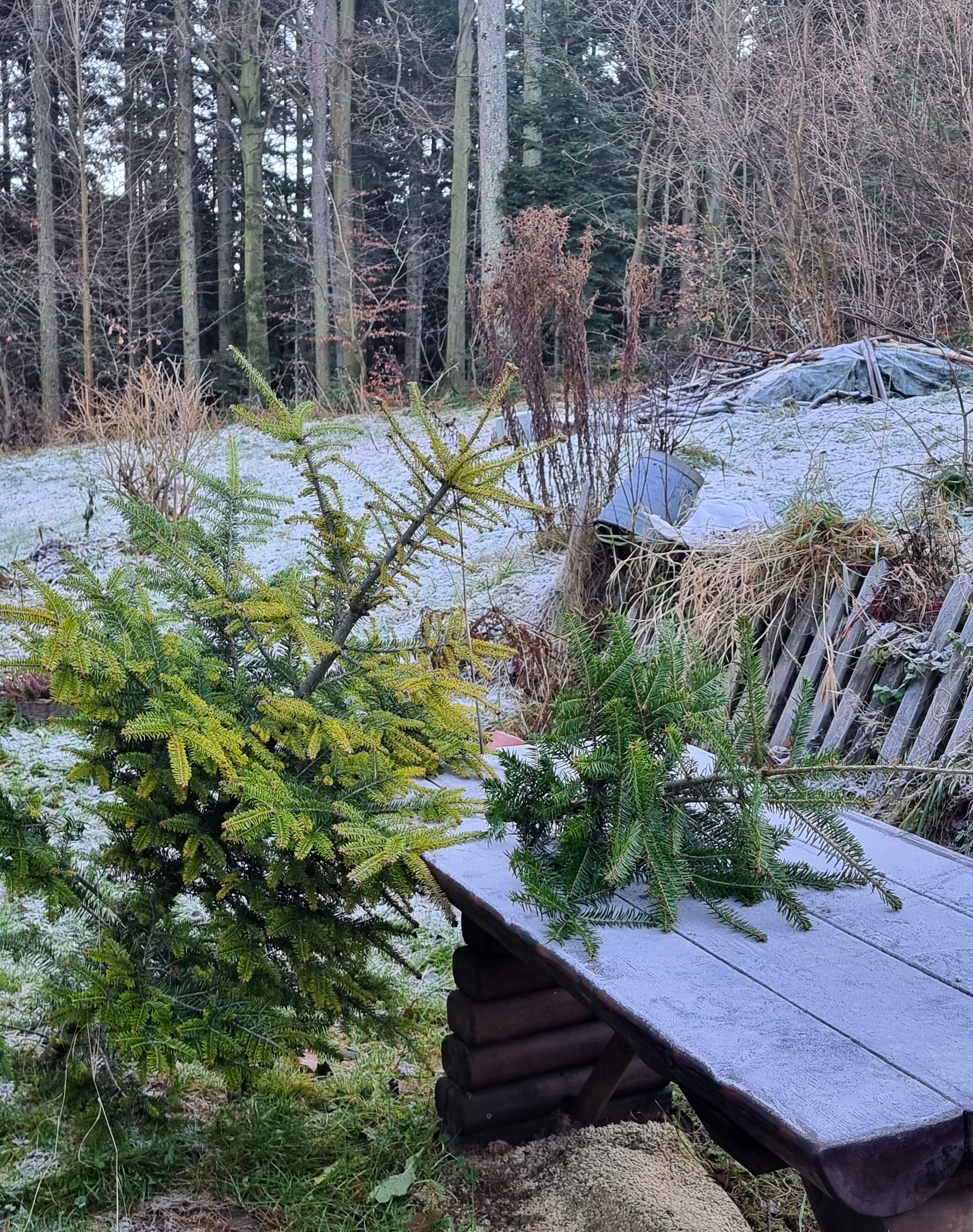 CHOINKA – część 1 (opowieść Starego Gazdy)