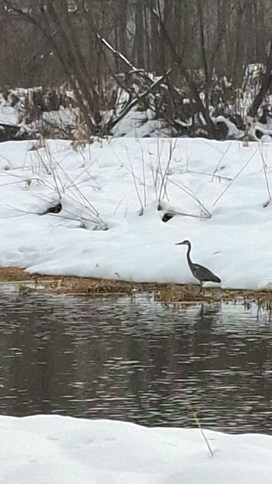 Tymbark – czapla nad rzeką Łososiną