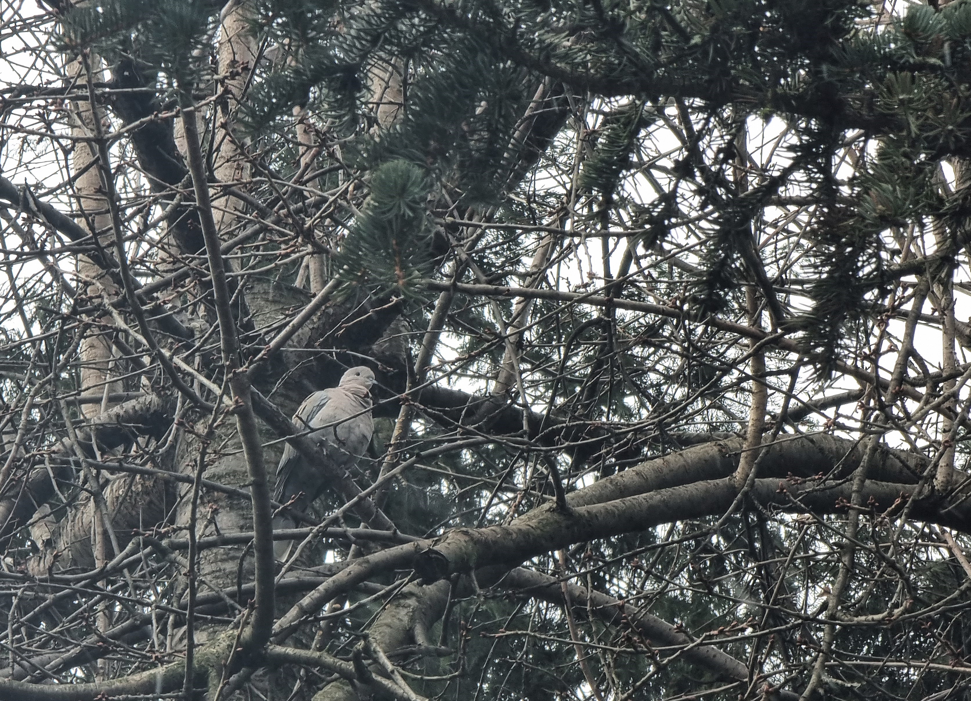 Przyroda wokół nas: sierpówka (gołąb turecki) oraz sroka pospolita