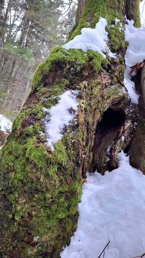 Fotki z Ćwilina (jeszcze zimowego)