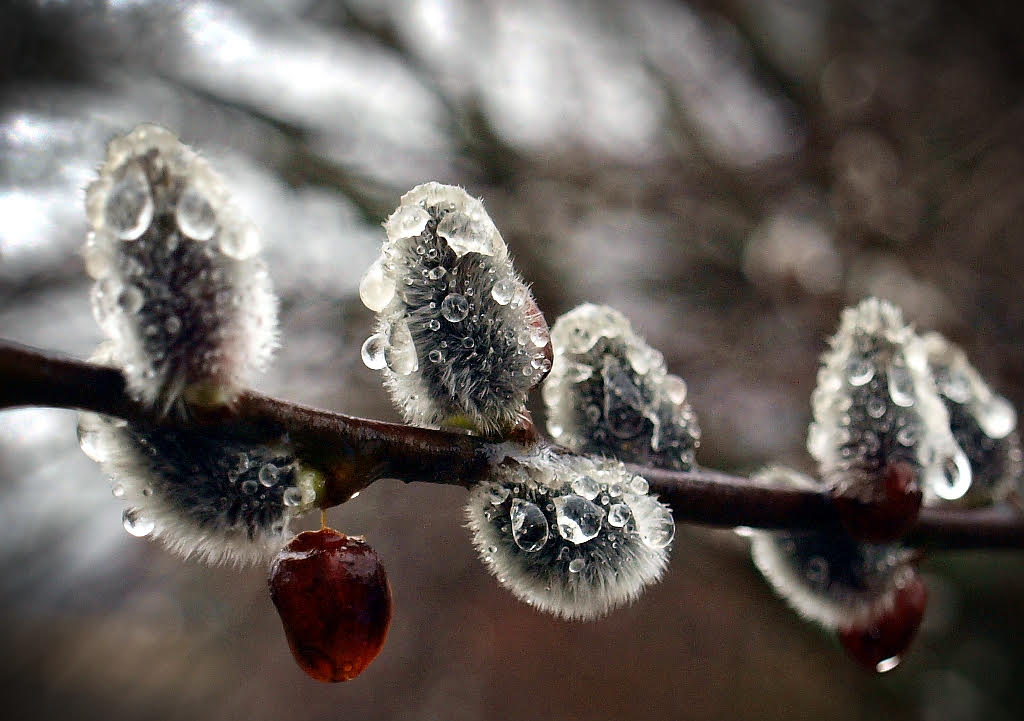„Nowa pora roku? Zimnowiosna?” – zdjęcie Rolanda z 19 lutego 2016 r.