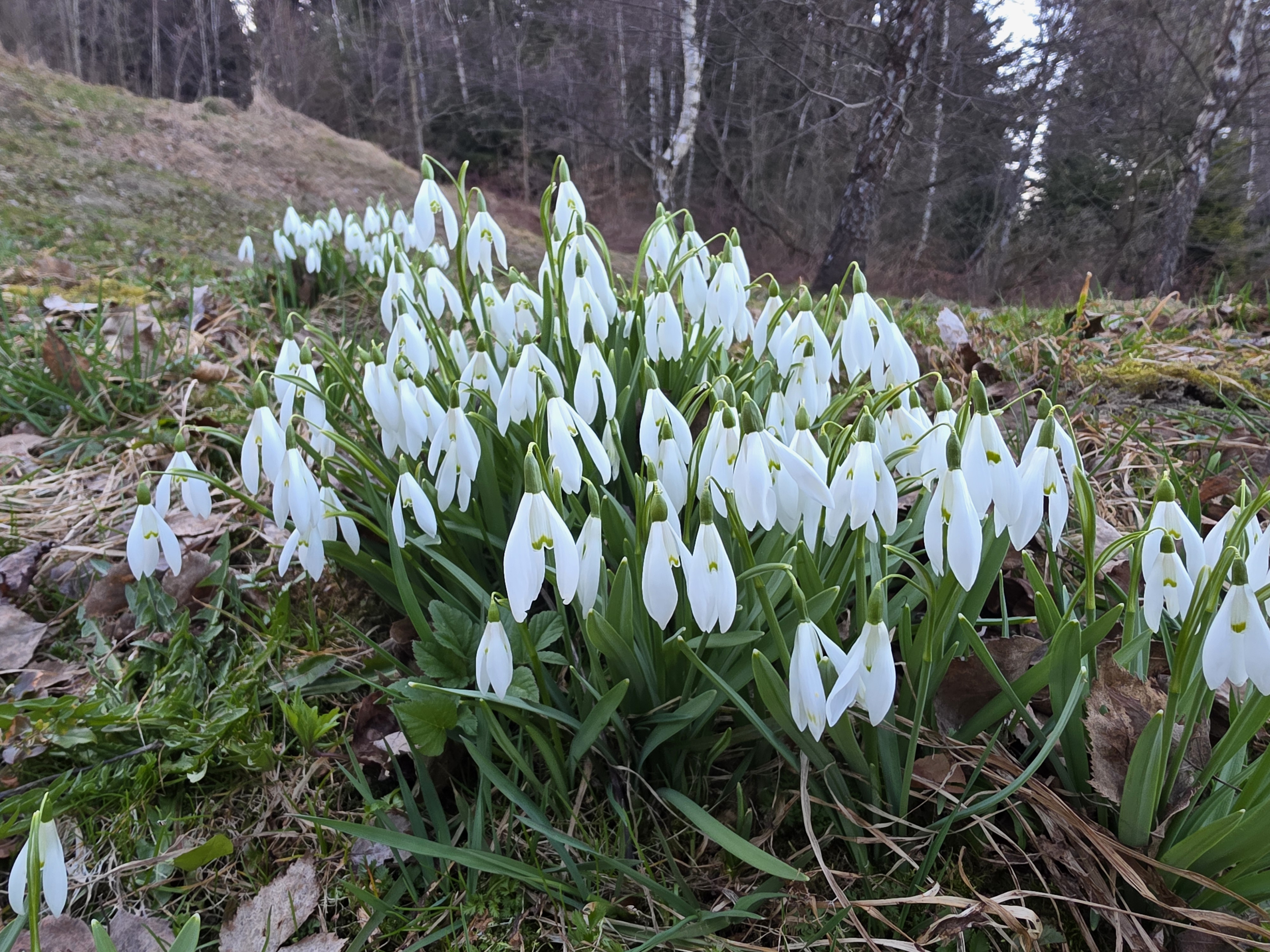 Czas dla przebiśniegów