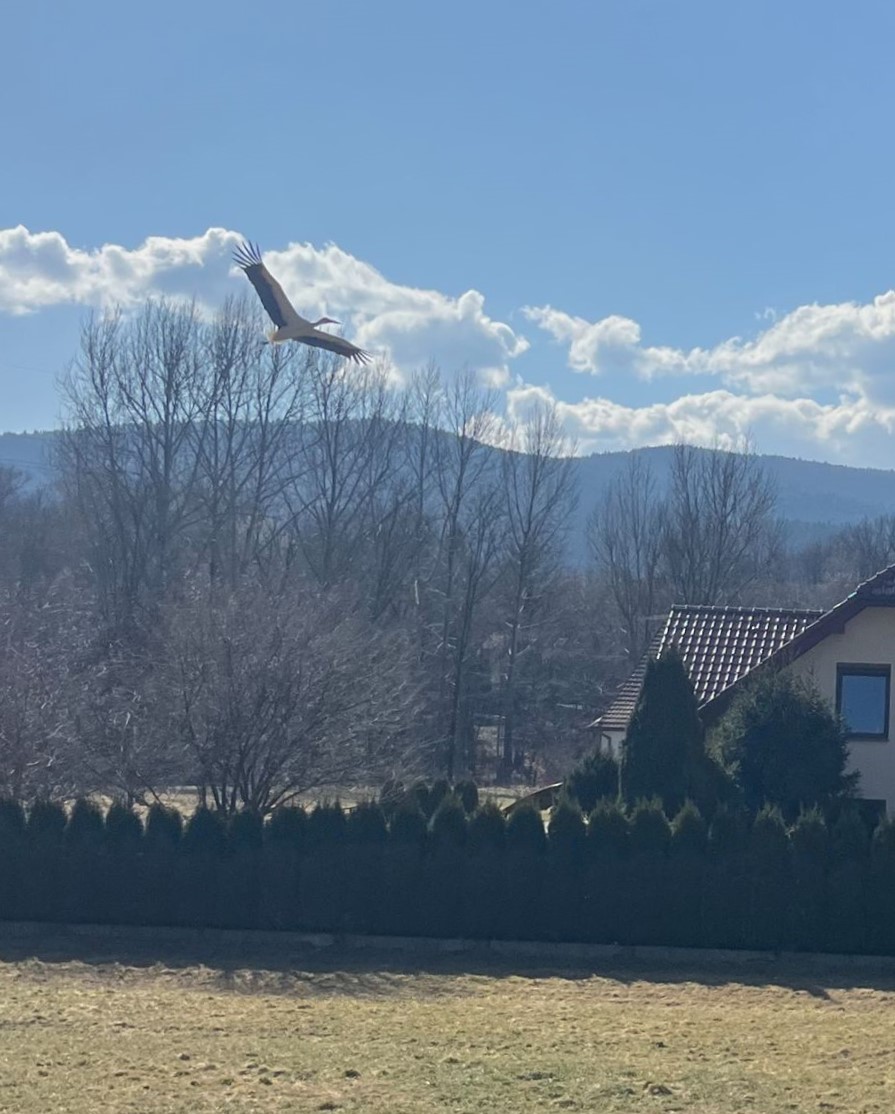 Przyleciał! Tymbarski bociek wylądował dzisiaj, w piękną słoneczną niedzielę 15.marca 2026, na swoim gnieździe!