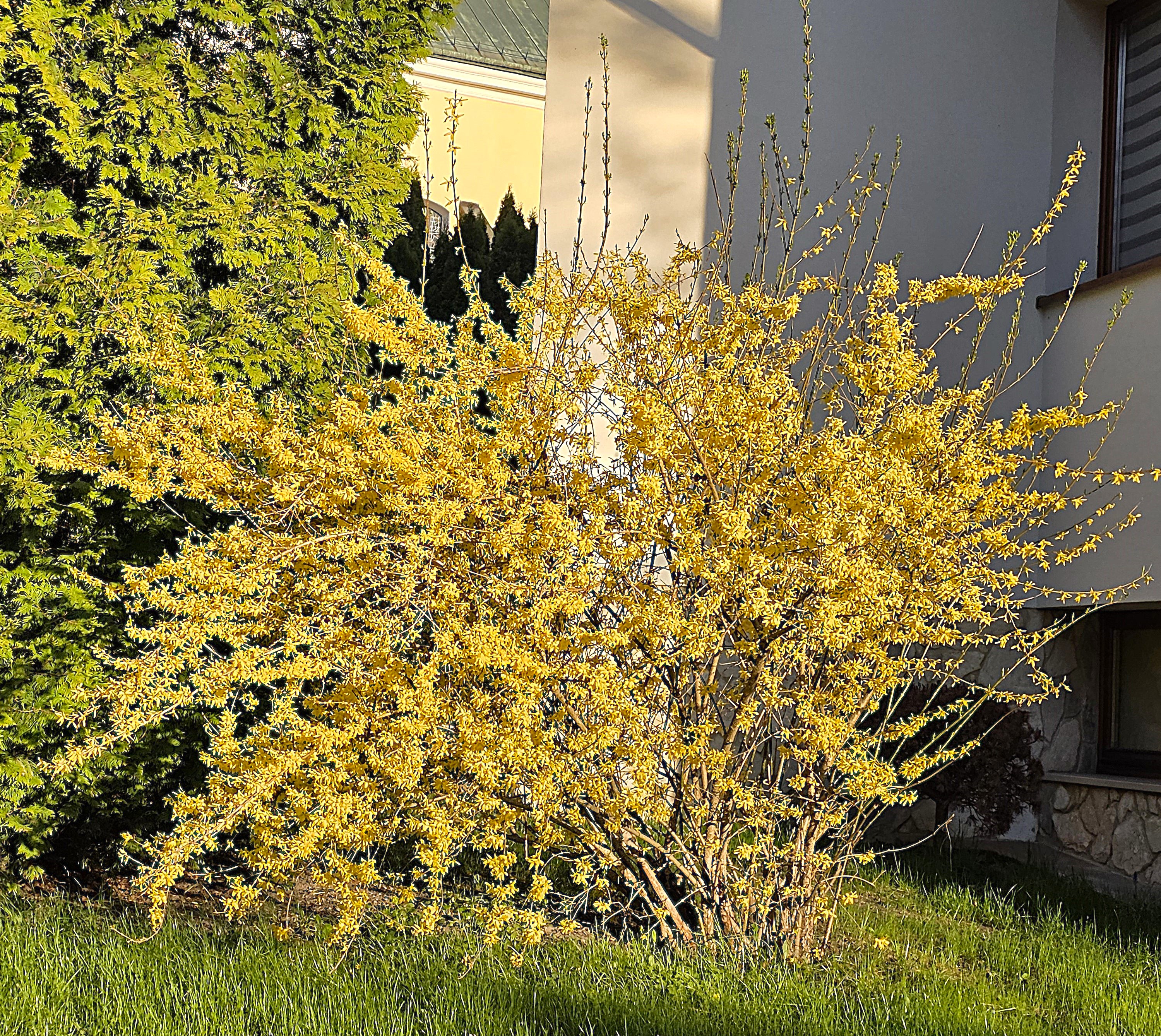 Forsycja – „królowa” wczesnej wiosny