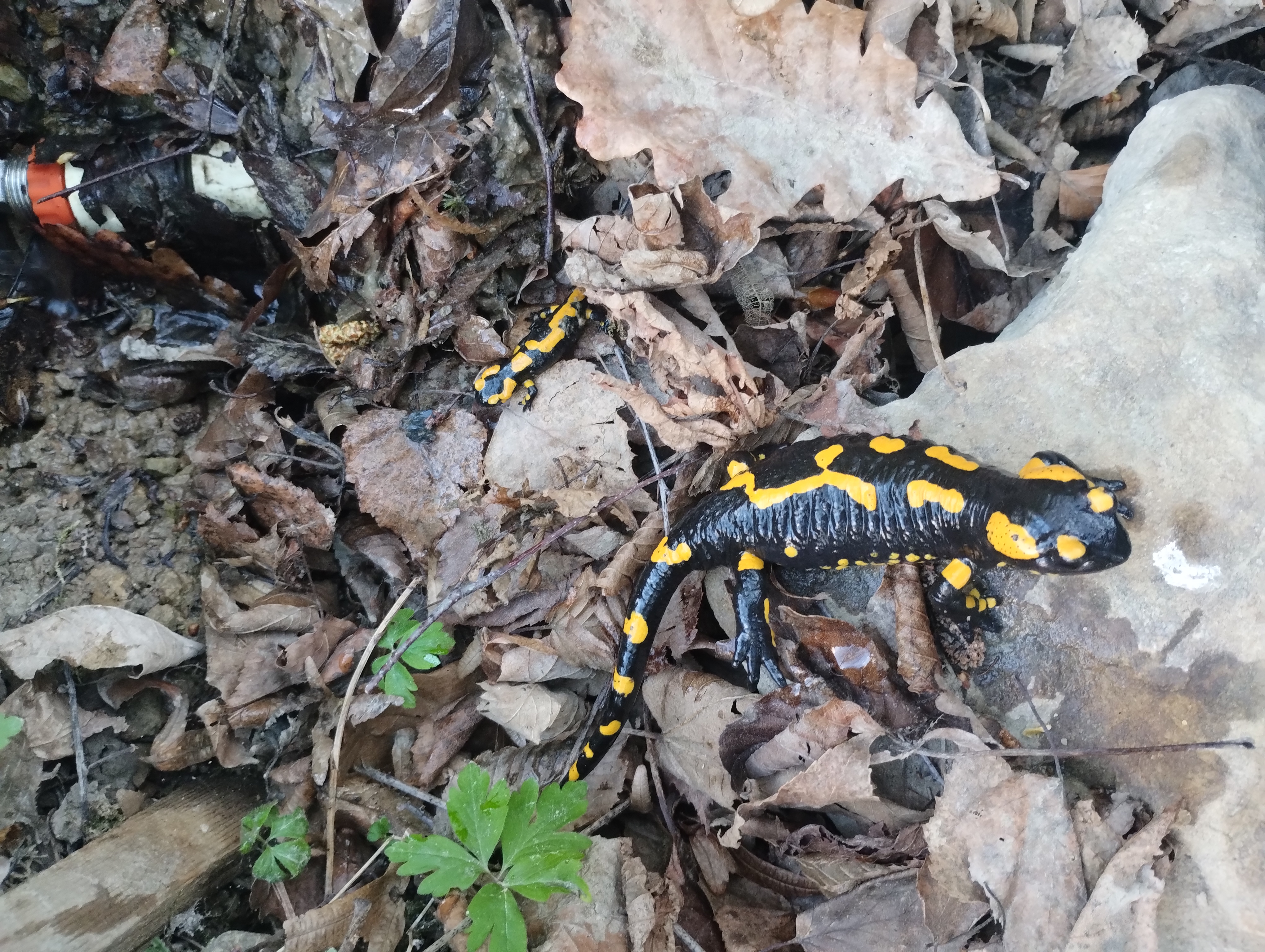 Salamandra i „dziecko” salamandry