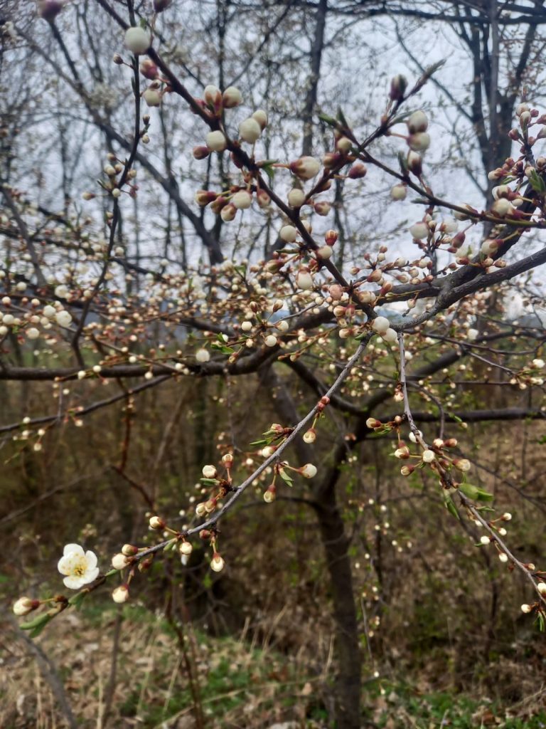 Przyroda wokół nas – wiosenną porą