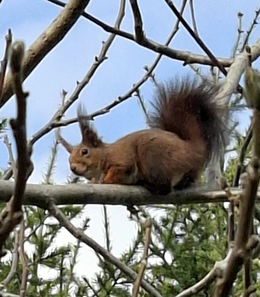 Przyroda wokół nas – wiewiórka, oczywiście na drzewie orzecha