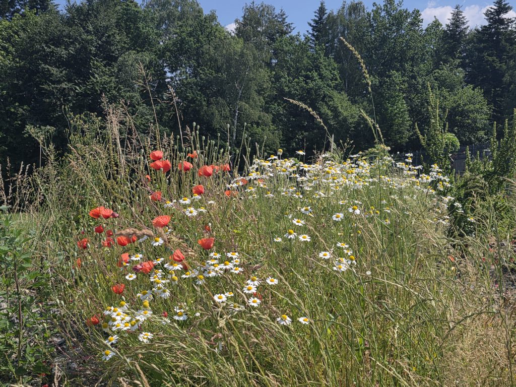 Urok przydrożnych kwiatów