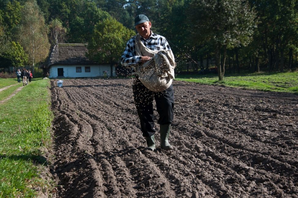 Na Siewną zacznij siać żyto, będziesz miał chleb na siebie i na parobka myto